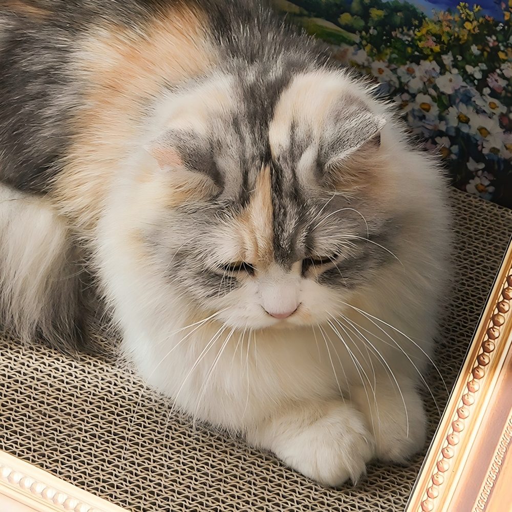 Fairela Pet 16.9-in Oil Painting Cat Scratcher, Blue